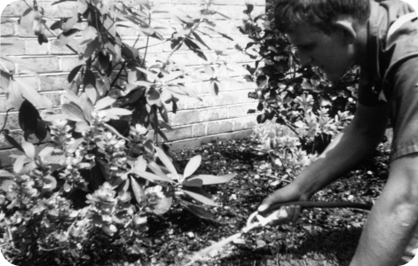 A black and white photo of a man gardening, taken in the 1970s.