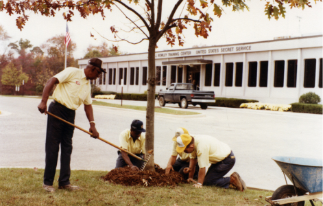 A colored photo, taken in the 1980s, showing four gardeners tending to a tree outside of a building.