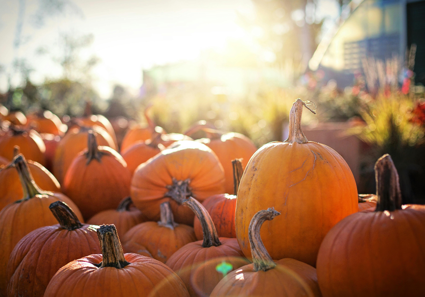 a pile of pumpkins